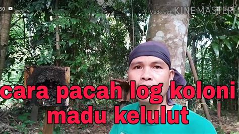 Melembutkan kulit sapu madu kelulut pada bahagian kulit yang kering seperti siku dan biarkan dalam tempoh 30 minit sebelum dibilas bersih. Cara pecah log koloni madu kelulut - YouTube