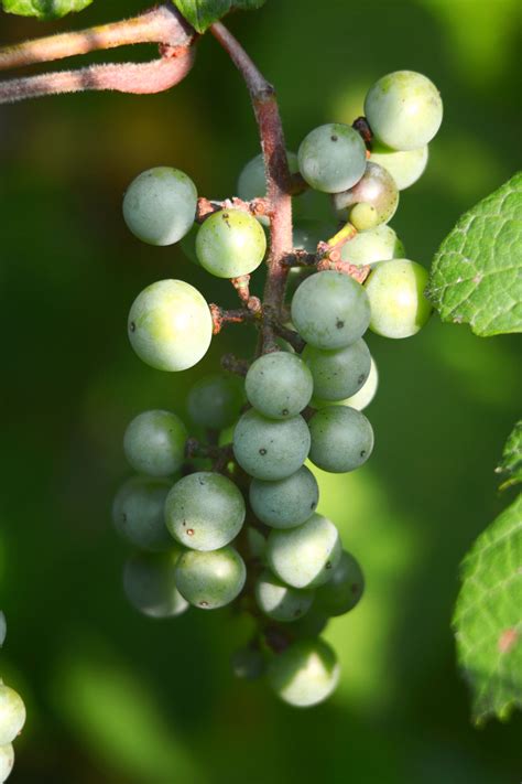 Free Images Nature Branch Vineyard Wine Fruit Berry Leaf