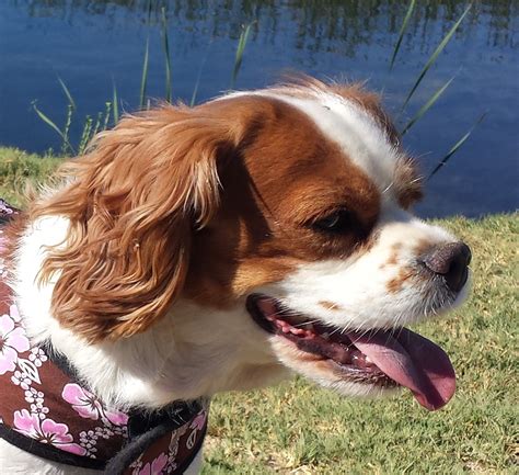 Maybe you would like to learn more about one of these? Pet-Friendly Cabins in Branson, MO | Branson Regal