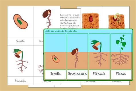 Ciclo De Vida De La Planta De Inspiraci N Montessori Creciendo Con