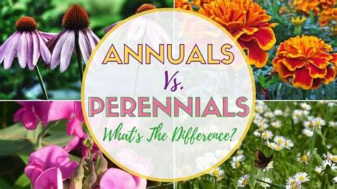What Is The Difference Between Annual And Perennial Plants