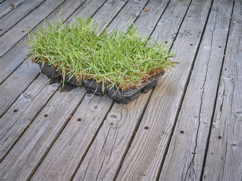 Zoysia Grass Plugs In Backyard Stock Image Image Of Planting Plant