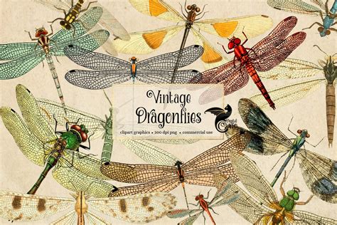 Vintage Dragonflies Vintage Dragonfly Clipart Antique Etsy
