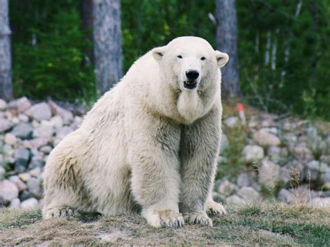 La Vida Decadente Del Oso Polarsin Hielo Y Obligados A Ayunar