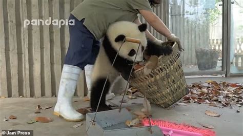 Leave Me Alone Adorable Moment Playful Panda Cubs Try To Stop