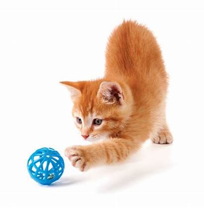 Toys Kitten Cat Playing Ball Safe Kittens