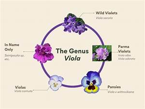 The Genus Viola A Presentation Carol J Michel