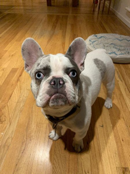 The french bulldog is an active, intelligent dog of heavy bone, and medium or small structure. French Bulldog Rescue Network :: Fitz in CA