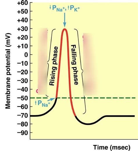 Action Potential Mechanism Diagram Diagram Quizlet