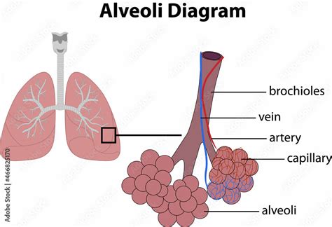 Graphic Diagram Of The Lung And Alveoli Stock Vector Adobe Stock