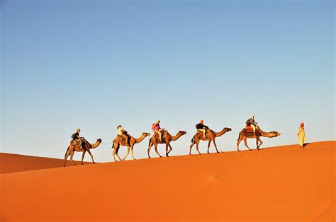 Camel Trips Saharansky