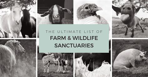 Farm Animals Names List Technology And Information Portal