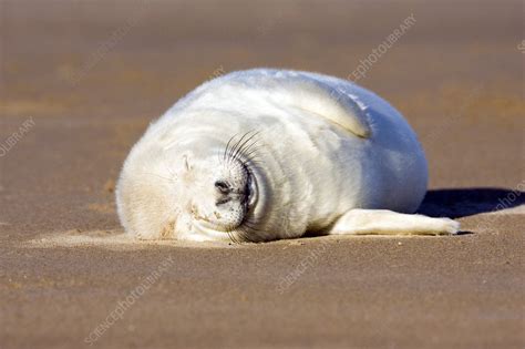Grey Seal Pup Stock Image Z9360264 Science Photo Library