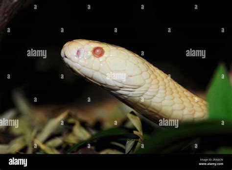 One Eyed Monocled Cobra Naja Kaouthia Albino Spectacled Cobra Stock