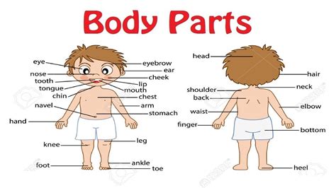 Parts Of The Human Body English Vocabulary English Vo