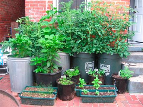 Vegetable Container Garden For More Organic Gardening