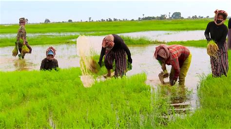 Traditional Rice Planting By Hands In Cambodia La Vie Zine
