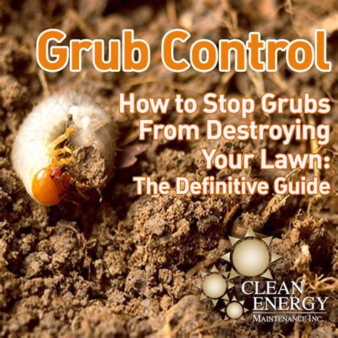 The Definitive Guide To Stopping Grubs In Pa Lawn Care Grubs Green Lawn