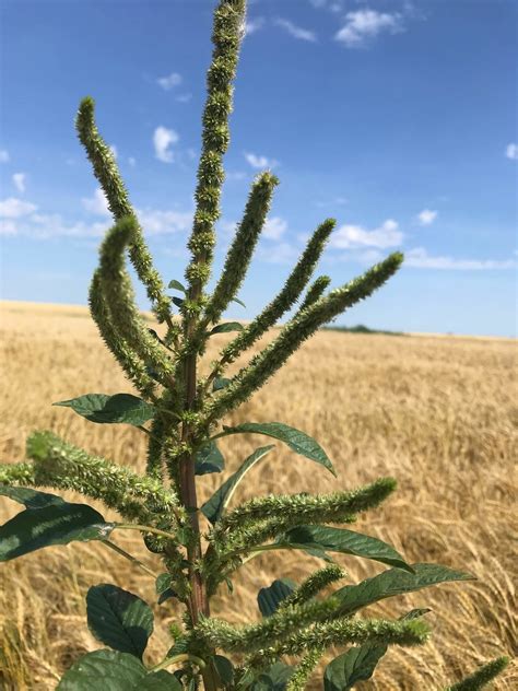 More Palmer Amaranth Confirmed in ND | Red River Farm Network