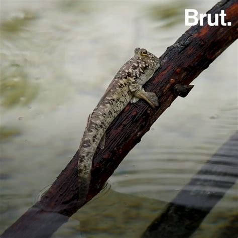 Mudskippers Can Walk And Breathe In Open Air Brut