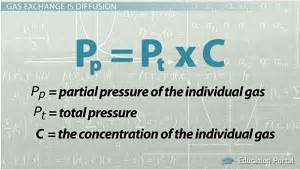 But, what is partial pressure? External and Internal Respiration in the Lungs: Definition ...