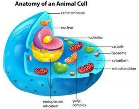 Picture of animal cell organelles. What are some examples of organelles found in animal cells ...