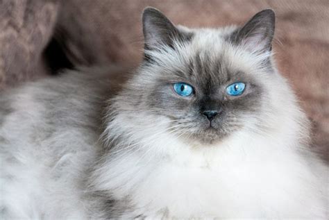All About The Himalayan Cat Critter Culture