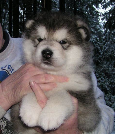 Fluffy Puffy Puppy Real Fluffy Puffy Puppies