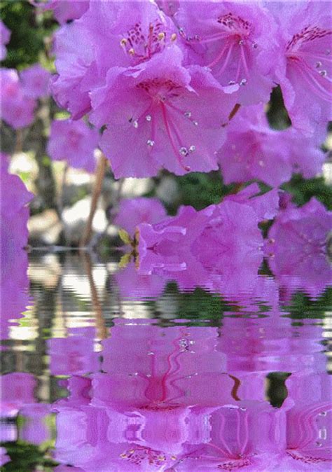 Open unicorn coloring book glitter on your device TOUCHING HEARTS: ANIMATED GIF - FLOWERS