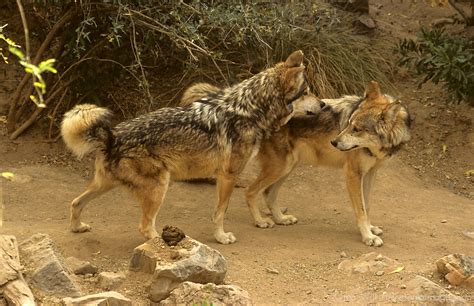 Mating Behavior Of Mexican Gray Wolf Mira Terra Images