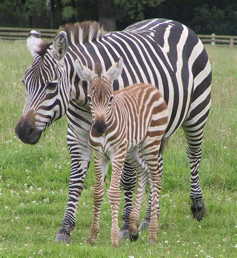 See more ideas about zebra, zebra room, zebra bedroom. Grant's Zebra - We Need Fun