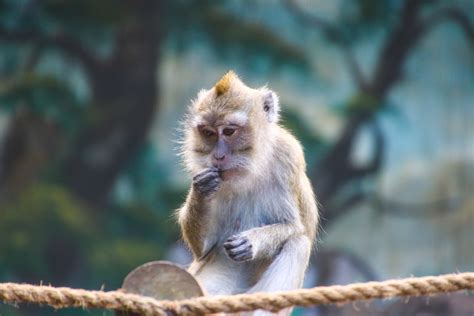 Fotos Gratis Fotografía De Animales Macaco Mamífero Sentado Mono