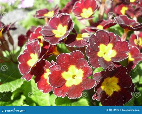 Macrophoto Of A Flower Of The Red Primroses Stock Image Image Of