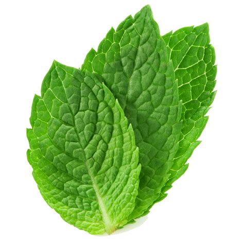 Mint Png Image Png All