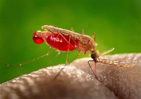 Parasites are living creatures which need a host for its life cycle. Parasite of the Day: Plasmodium falciparum (revisited)