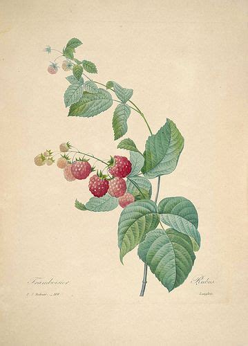 Raspberry Rubus Idaeus Choix Des Plus Belles Find Fleurs Et Des Plus