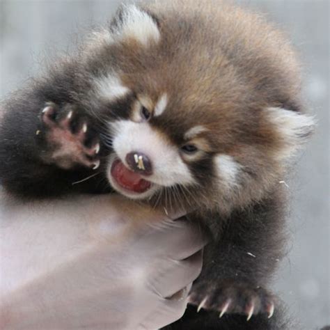 Baby Red Panda Thriving At Binghamton Zoo Zooborns