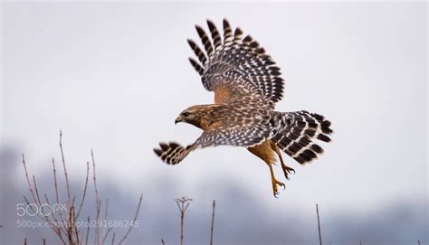 Red Shouldered Hawk Cheap Plane Tickets Frequent Flyer Miles Animals