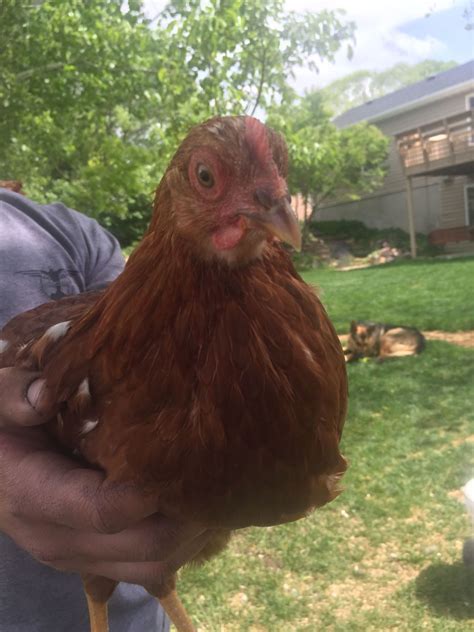 12 Week Old Golden Sex Link Pullet Or Roo Backyard Chickens Learn How To Raise Chickens