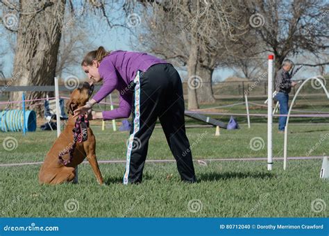 Nadac Dog Agility Boxer Kiss At Start Lne Editorial Image Image Of