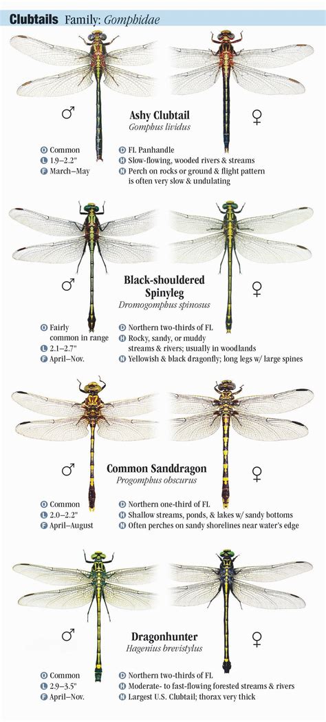 Dragonflies Of Florida Quick Reference Publishing Retail