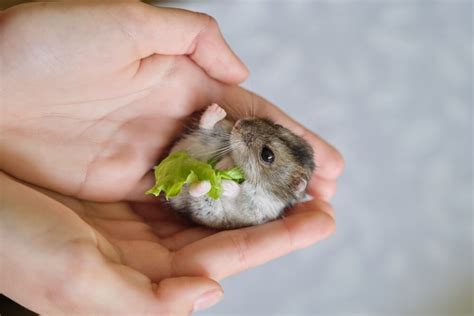 What To Feed A Baby Hamster Hamsters Day