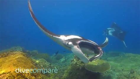 Scuba Diving Raja Ampat Marine Life Dive Compare Youtube