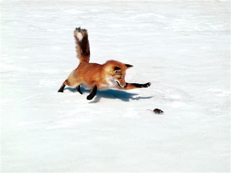 Fox Hunting Mouse - Fox Photo (1391745) - Fanpop