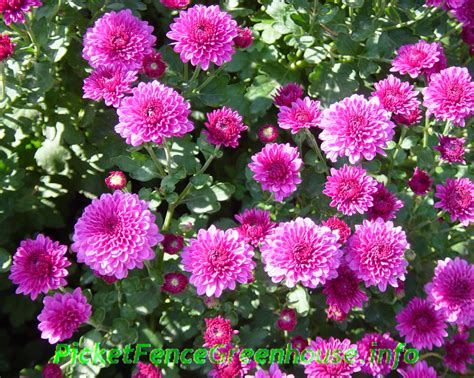 How To Grow Mums Nothing Fall Like Mums Also Called