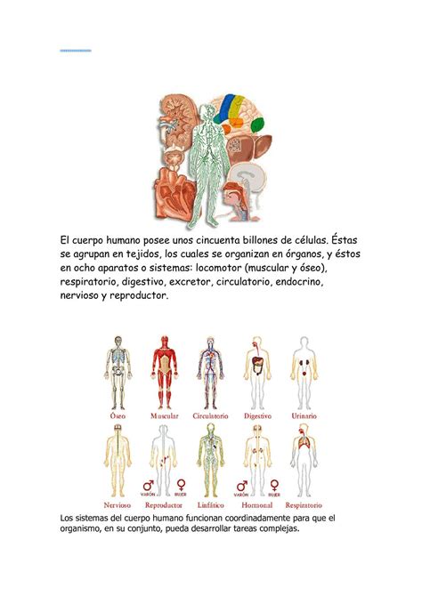 Calam O Los Aparatos Del Cuerpo Humano