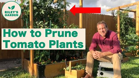 How To Prune Tomato Plants Youtube
