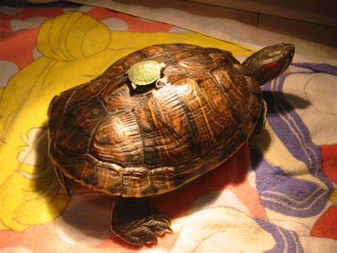 Before you bring one home, check out these interesting facts about turtles that you may not know. Pet Turtle Care: 2009-05-17|PET TURTLE CARE