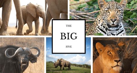 Who Are The Big Five Animals Of Africa Fun Facts About The Big Five