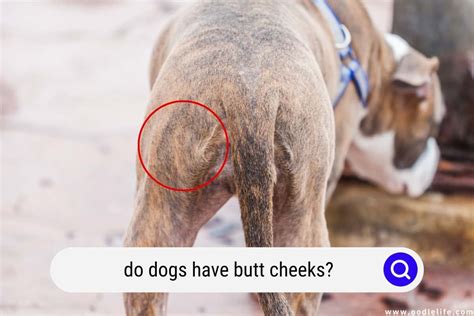 Do Dogs Have Butt Cheeks Weird Oodle Life